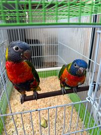Lory arcobaleno