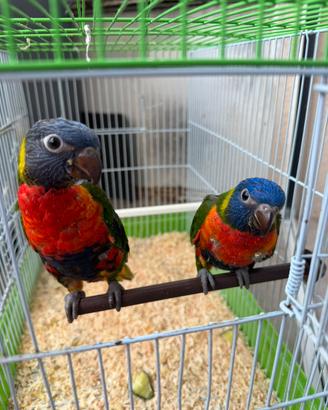 Lory arcobaleno