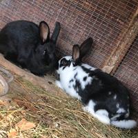 Conigli adulti nostrani maschi e femmine