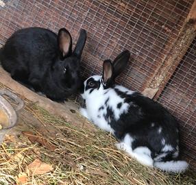 Conigli adulti nostrani maschi e femmine