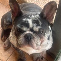 Bulldog francese