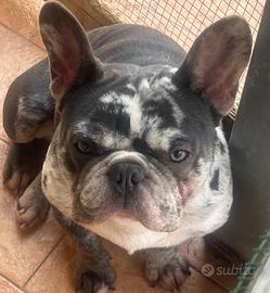 Bulldog francese