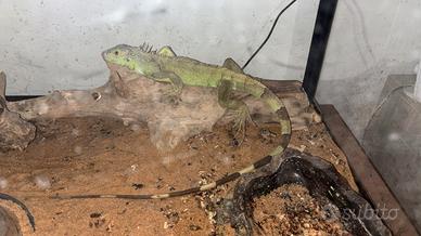 L'iguana piccola