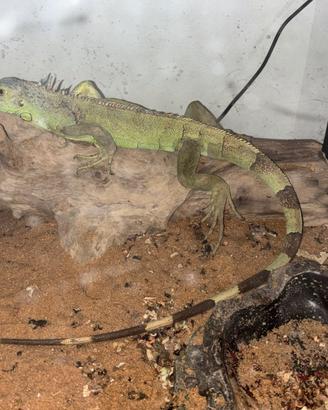 L'iguana piccola