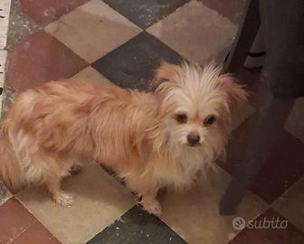Cucciolo di cane