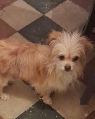 Cucciolo di cane