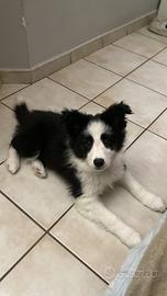 Cucciola. border collie
