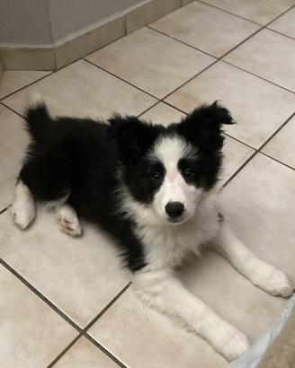 Cucciola. border collie