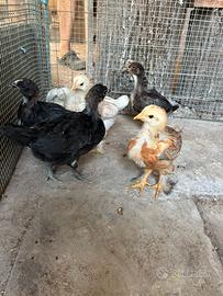 Pulcinotti di gallina brhama e australorp