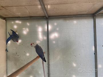 Parrocchetti dal collare