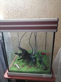 acquario