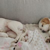 Nuvola e rosa cucciole 11 mesi sterilizzate