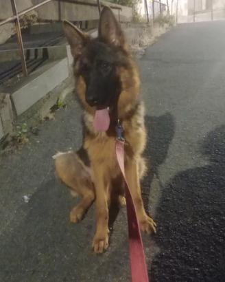 Cucciola di pastore tedesco
