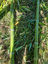 canne di bambu, varie misure e lunghezze