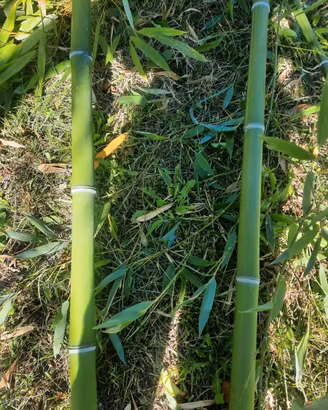 canne di bambu, varie misure e lunghezze