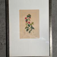 Stampa Botanica “COLUMNEA RACHENREBE FIORE”