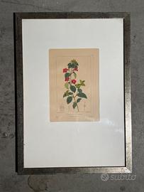 Stampa Botanica “COLUMNEA RACHENREBE FIORE”