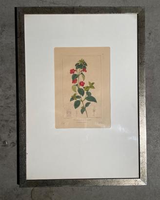 Stampa Botanica “COLUMNEA RACHENREBE FIORE”