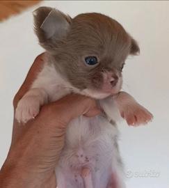 Chihuahua Maschio e Femmine Pelo Lungo