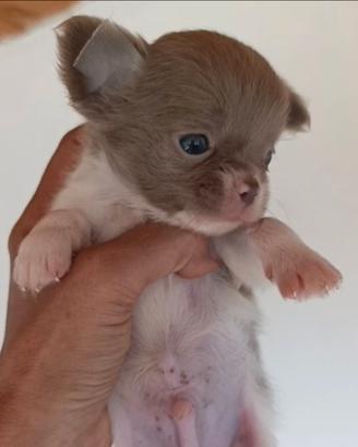 Chihuahua Maschio e Femmine Pelo Lungo