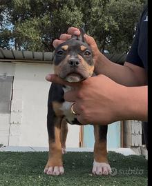 American pitbull terrier
