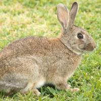 Conigli selvatici