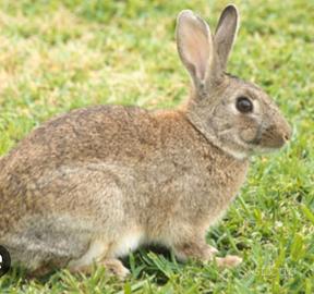 Conigli selvatici