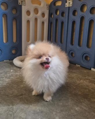 Splendidi volpini di Pomerania - spitz tedesco