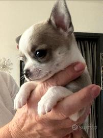 Chihuahua