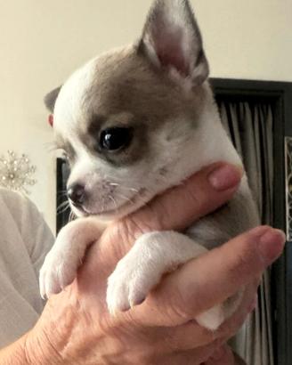 Chihuahua
