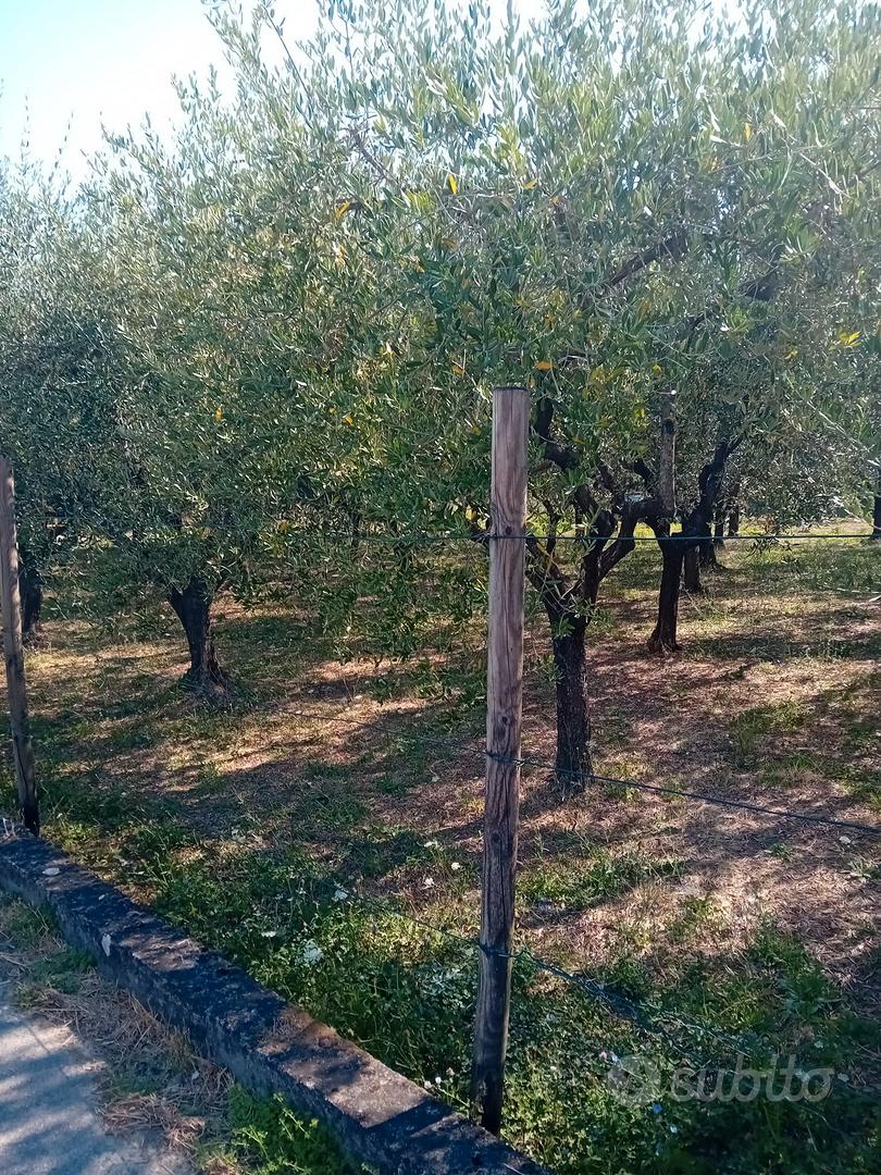 terreno con ulivi - Altro