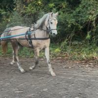 Cavalla Araba