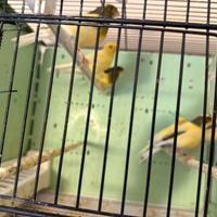 Canarini da canto Harzer Roller