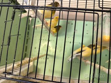 Canarini da canto Harzer Roller