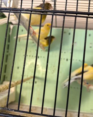 Canarini da canto Harzer Roller