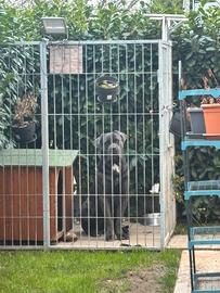 Cane Corso disponibile per monta - pedigree Enci
