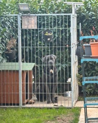 Cane Corso disponibile per monta - pedigree Enci