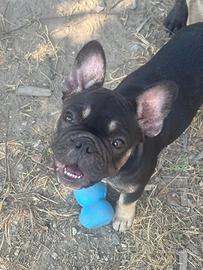 Bulldog francese esotico