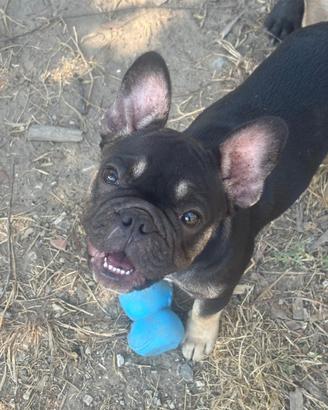Bulldog francese esotico