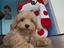 Immagine 4