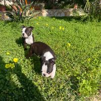 Boston terrier