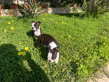 Boston terrier