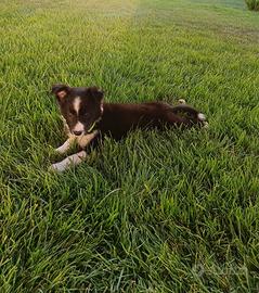 Cuccioli Border collie