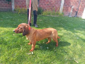 Dachsbracke cuccioli