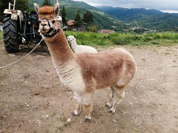Alpaca