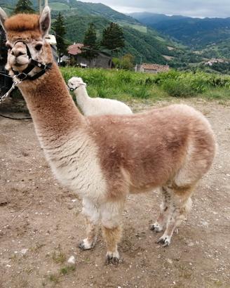 Alpaca