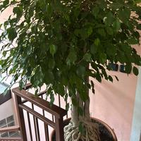 Ficus Benjamin 30 anni