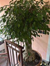 Ficus Benjamin 30 anni