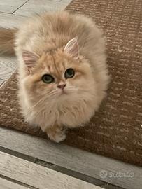 British longhair