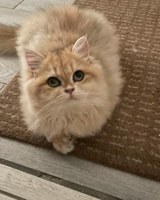 British longhair